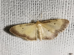 Idaea politaria