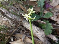 Stackhousia aspericocca