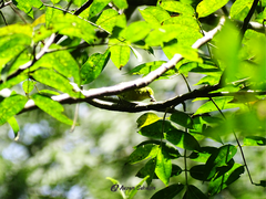 Aegithina tiphia