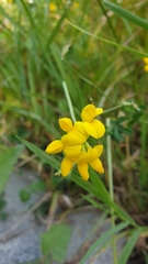 Lotus corniculatus