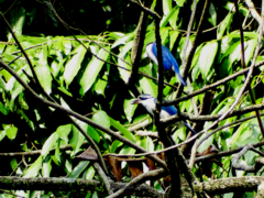 Todiramphus chloris