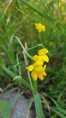 Lotus corniculatus