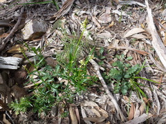 Stackhousia aspericocca