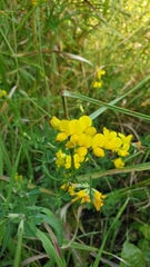 Lotus corniculatus