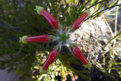 Erica massonii
