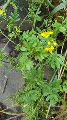 Rorippa sylvestris