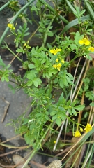 Rorippa sylvestris