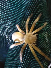 Neosparassus salacius