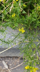 Rorippa sylvestris