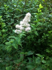Spiraea flexuosa