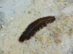 Pseudocerotidae