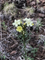Lithospermum cobrense