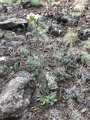 Lithospermum cobrense