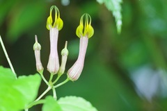 Ceropegia pubescens