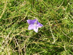 Campanula herminii