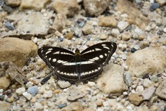 Neptis mahendra