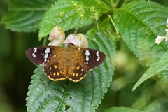 Celaenorrhinus plagifera