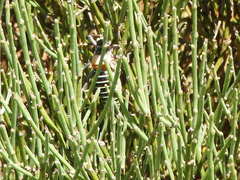 Lluciapomaresius stalii