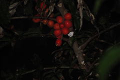 Hicksbeachia pinnatifolia