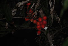 Hicksbeachia pinnatifolia