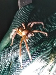 Neosparassus salacius