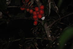 Hicksbeachia pinnatifolia