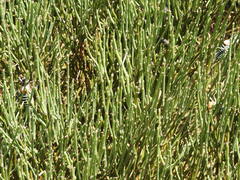 Lluciapomaresius stalii