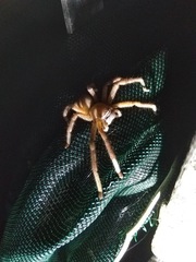 Neosparassus salacius