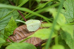 Gonepteryx nepalensis