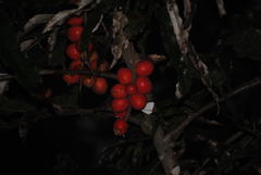 Hicksbeachia pinnatifolia