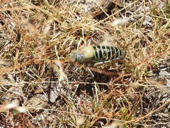 Lluciapomaresius stalii