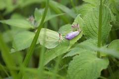 Gonepteryx nepalensis
