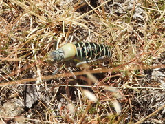 Lluciapomaresius stalii