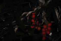 Hicksbeachia pinnatifolia