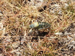 Lluciapomaresius stalii