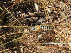 Lluciapomaresius stalii