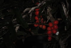 Hicksbeachia pinnatifolia