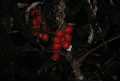 Hicksbeachia pinnatifolia