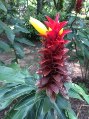 Costus comosus