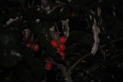 Hicksbeachia pinnatifolia