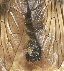 Neoitamus cothurnatus