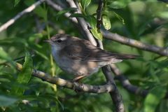 Helopsaltes ochotensis