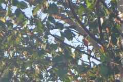 Emberizidae