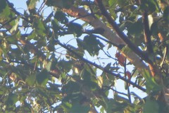Emberizidae