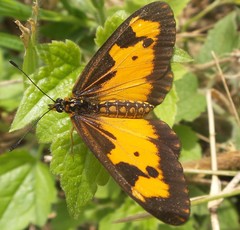 Acraea acerata