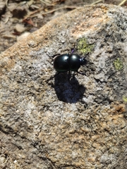 Trypocopris vernalis