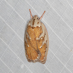 Euchaetis rhizobola