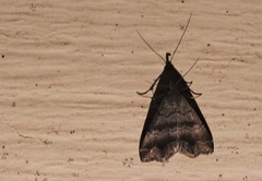 Phalaenostola larentioides