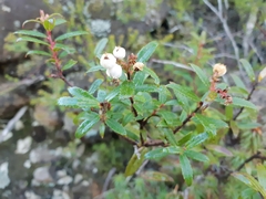 Gaultheria hispida