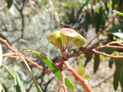 Eucalyptus coccifera